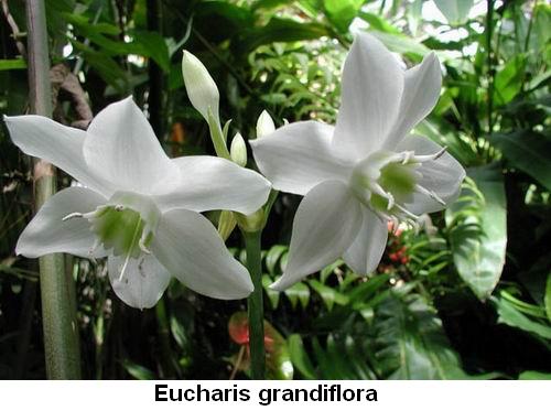 Eucharis grandiflora.jpg